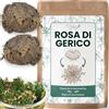 virhea Rosa di Gerico X2 - Pianta della resurrezione - Selaginella Lepidophylla, Pianta di dinosauro [soddisfatti o rimborsati]