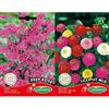 Germisem Deep Rosa Semi di Statice 0.5 g & Lilliput Mix Semi di Zinnia 1.5 g