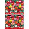 Germisem California Mix Semi di Zinnia 2 g (Confezione da 4)