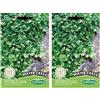 Germisem Water Cress Semi 1 g (Confezione da 2)