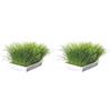 Trixie TX 4235 - Cat Grass Bowl, 100gr (Confezione da 2)