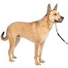 PetSafe, Guinzaglio da addestramento Gentle Leader, con Dvd per l'addestramento (Lingua Italiana Non Garantita)