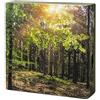 MIJOMA Soundbox con suoni naturali, Forest Sunlight | Relax per la casa, con sensore di movimento e interruttore on/off, ideale per bagno, corridoio, ufficio e soggiorno