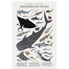 kerneLight Poster artistico da parete con squalo, guida Chondrichthyes, poster della conoscenza, stampa di animali, pesce, tela, poster estetico per casa, aula scolastica, ufficio, bagno, decorazione da parete,