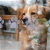 Stickers4 12 adesivi con impronta di zampa di cane per porte in vetro scorrevoli | 7,6 x 7,6 cm adesivi in vinile per consapevolezza della sicurezza