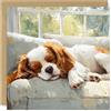 Beau Willows Biglietto di auguri di compleanno con cane Cavalier King Charles Spaniel, adorabile cane che dorme, per mamma, papà, moglie, marito, fidanzata, fidanzato