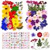 XTUDOU® 70 Pezzi Fiori Secchi per Resina, Fiori Secchi per Candele, per Cornici Fotografiche, Nail Art, Scrapbooking