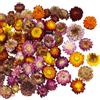 CEWUDA 60 Pz Fiori Secchi Teste Fiori di Gerbera Crisantemo Naturale Vera Margherita Girasoli Composizioni Fiori Secchi per Decorazioni di Nozze Bomboniere Resina Candele Album Regalo Fai Da Te