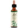 Schwabe Pharma - Fiori Di Bach Originali Holly Gocce Omeopatiche Confezione 20 Ml