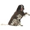 CROCI, MONTREAL, Cappotto per cani, Mantello invernale, Giacca impermeabile, Taglia 15 cm, Marrone