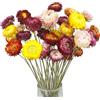 CEWUDA 20 Pz Fiori Secchi Decorativi Mazzo di Fiori Margherite Essiccati Piante Naturali con Stelo Bouquet di Crisantemi Composizione Fiori Secchi per Vaso Bomboniere Resina Feste Casa di Nozze Regalo
