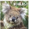 Alpha Edition - Calendario Koala 2026 - Calendario da parete 30 × 30 cm (30 × 60 aperto) come calendario opuscolo con 12 motivi animali, calendario con spazio per appunti, idea regalo per gli amanti