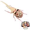 Modello Fujimi (FUJIMI) NUOVO Fujimi Model FUJIMI Free Research Series n. 262 TV Anime Attack on Titan