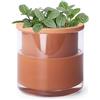 Phoenix Vine Vaso per piante autoirrigante da 10 cm, vasi in terracotta di design per piante, vasi da interni in terracotta con vaso di vetro set