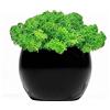 Cool Factory Vaso da fiori con muschio di renna verde sempreverde - elegante e senza cura per la vostra casa