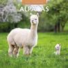 Red Robin Publishing Calendario da parete quadrato 2026, motivo: alpaca Red Robin Publishing