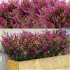 WILLBOND 12 confezioni di cespugli di lavanda artificiale fiori verde artificiale piante resistenti ai raggi UV per composizioni floreali, centrotavola, giardino casa (fucsia)