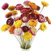 LEIMEND 32 Pezzi Fiori Secchi Decorativi Composizione Fiori Secchi Naturali Margherita Fiori Secche Stabilizzati Adatto per Matrimoni Decorazioni per la Casa Feste e Progetti Artigianali