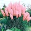Generico Semi di Pampas Rosa, Erba delle Pampas, Piume Decorative per Giardino e Artigianato, pampas plume rose