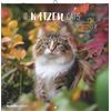 Alpha Edition - Calendario 2026 dei Gatti - Opuscolo 30x30 cm (30x60 cm aperto) - Calendario da parete & calendario illustrato per amanti dei gatti - con festività, panoramiche mensili & spazio per