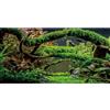 MIRRORANG 61x30cm Acquario Sfondo Rami Terrario Sfondo Pianta Acquatica Fiume Letto & Lago Acquario Sfondo Vinile