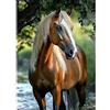 CEOVR Diamond Painting Kit Cavallo,30x40cm DIY Pittura Diamante Kits,Mosaico Diamanti Painting per Decorazioni Casa,Un Cavallo Sotto un Albero