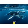 Edition Seidel Calendario premium balene giganti dei mari 2026, formato DIN A3, da parete, balena megattera belugawal, orca mare, oceano, subacqueo, mondo cristiano müringer