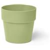 Erba Coprivaso dubai cm 19x18 salvia