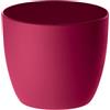 Erba Coprivaso milano cm 18 lampone