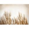 Runa Art Carta da parati fotografica Erba di Pampa Boho 352 x 250 cm Vello Sfondo Murale XXL Moderne Decorazione Soggiorno Camera De Letto Sala Ufficio Beige 9583011a