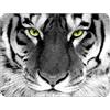 Silent Monsters Tappetino Mouse 36 x 25 cm, Tigre, Bordo tagliato al laser, Durevoli, antiscivolo e silenzioso, gioco, ufficio, casa, lavabile, arrotolabile, Tappetini per il Gaming Mousepad
