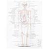 1pc Anatomical Poster Skeletal Anatomy Poster Anatomia umana Immagine Home Decor