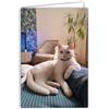 Afie 68-4018 - Biglietto fotografico con gatto bianco animale, carino e riposo, formato chiuso, 17 x 11,5 cm, interno bianco per scrivere il tuo messaggio, consegnato con una busta, creato e fabbricazione