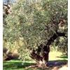 HERBOPLANET Srl Msa olea europea 50 ml