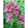 HERBOPLANET Srl Tintura spagirico alchemica di valeriana officinalis 50 ml