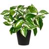 Oairse Piante finte da 30 cm, piante artificiali da interni con vasi neri, pianta decorativa in vaso finta realistica Pothos N' Joy per casa, bagno, soggiorno, cucina, ufficio, scrivania, mensole