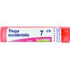 BOIRON Thuya occ 7ch gr 4g - BOIRON - 800025405