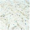 Jersey di cotone 200gr/m²- col. bianco fantasia Lumache
