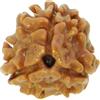 3 Mukhi/Rudraksha nepalese di fronte | Naturale e certificato | Tre Mukhi...