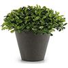 Ibergarden Pianta Decorativa in plastica, 13 x 17 x 13 cm