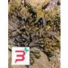 HERBOPLANET SRL TSA FUCUS VESICULOSUS 50 ML
