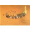 Ambra con EMBIOPTERA incorporata fossilizzata, birmana 0,6 gr