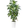 ZEEOZE Pianta Artificiale Dracaena da 180cm Piante Finte da Interno Con Fioriera Alta Bianca Piante Artificiali da Esterno Per Soggiorno Camera da Letto Ufficio Casa Corridoio Decorazione (1Pz)