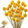 HIULLEN 43 cm Billy Palline a fiori secchi, 36 pezzi Craspedia Globes Decor, fiori secchi, giallo, naturale, pianta secca, per composizioni floreali fai da te, matrimoni, casa, vaso alto