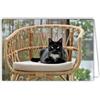Afie 68-4027 - Biglietto fotografico con gatto animale, carino e calmo, formato chiuso, 17 x 11,5 cm, interno bianco per scrivere il tuo messaggio, consegnato con una busta, creato e fabbricazione francese