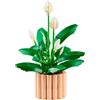 LEGO ICONS BOTANICAL 11504 - SPATIFILLO