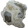 Legno fossile 33 gr 58 x 55 x 8 mm