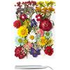 Cayway 40 Pezzi Naturali Pressati Fiori Pressati Secchi, 17 Stile Fiori Secchi per Resina, Fiori Pressati Secchi per Candele Fai da Te Gioielli Resina Partecipazion