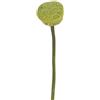 Express Flor Scatola di 24 fiori di loto in semi artificiali, 54 cm, verde
