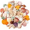 SKOOLOVE Set di conchiglie naturali, diverse misure, 2-6,5 cm, conchiglie, lumache e stelle marine, per feste in spiaggia, artigianato, acquari, riempimenti di vasi e decorazioni per matrimoni